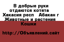 В добрые руки отдаются котята - Хакасия респ., Абакан г. Животные и растения » Кошки   